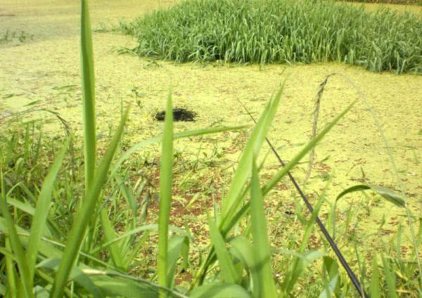 夏季钓野河怎样选钓位,初夏钓野鲫怎么选钓点