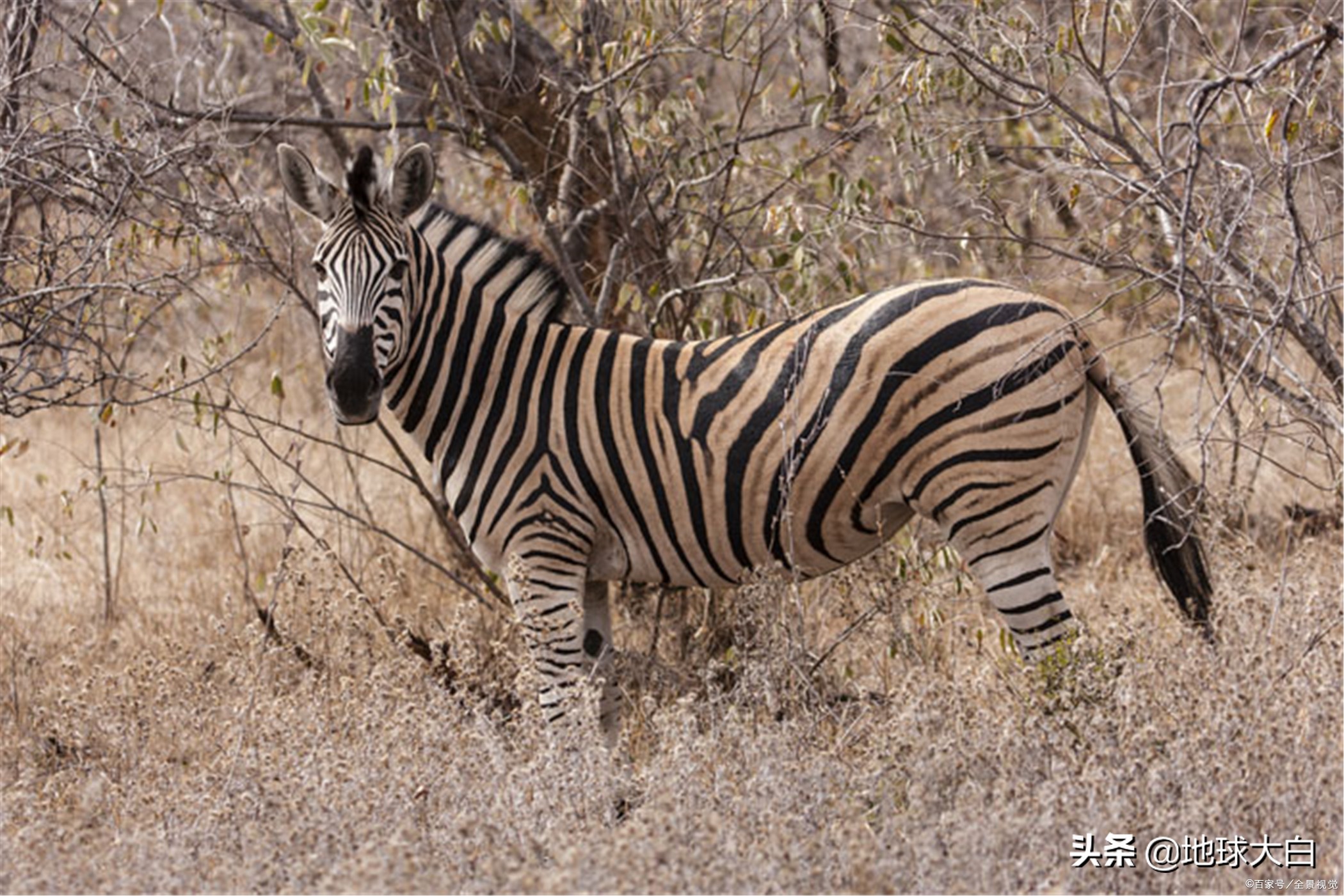 马是horse吗,马是horse什么意思