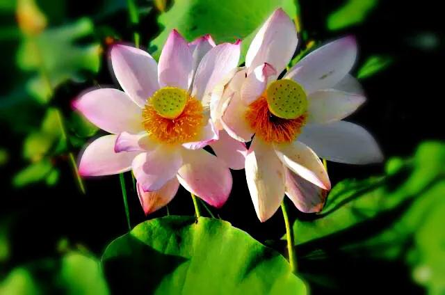 荷花品种大全及名称图片,荷花品种及名称大全图片