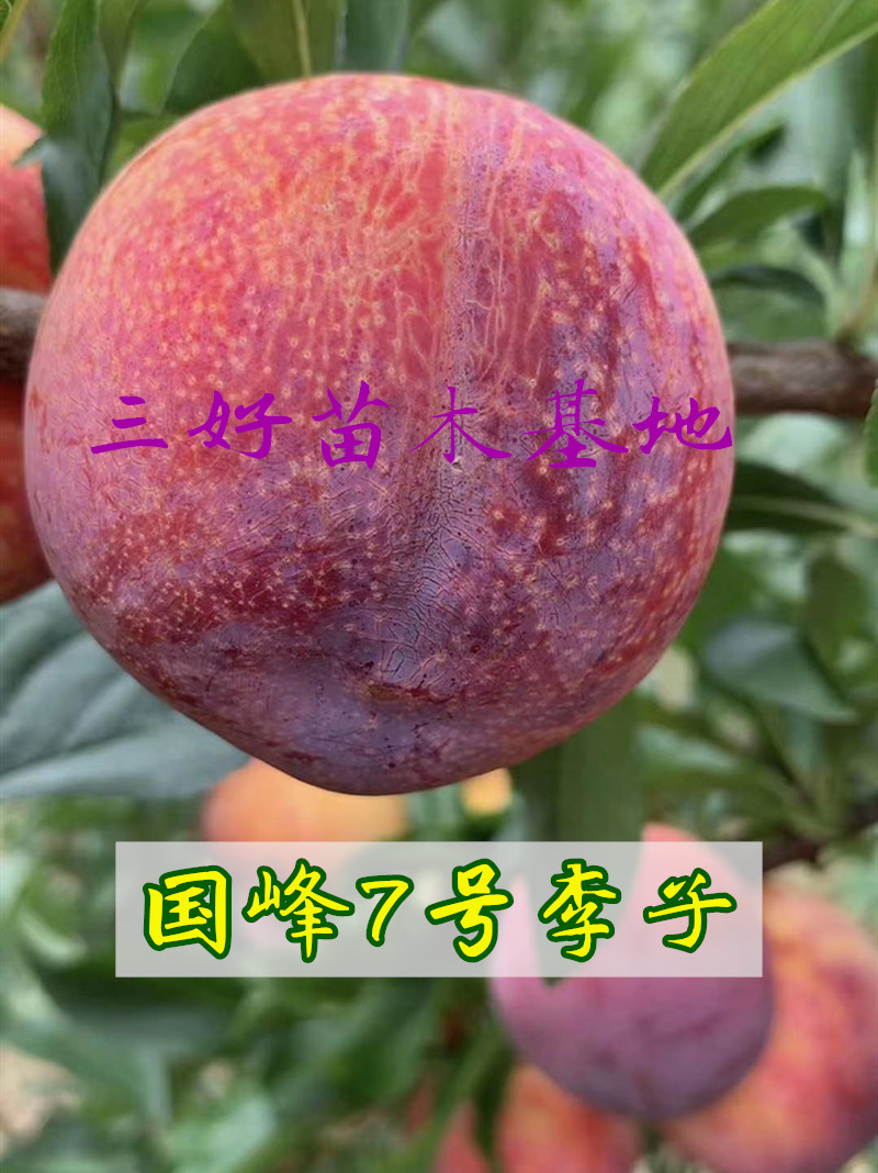 国峰七号李子和国峰十七号的区别,国峰7号李子苗基地