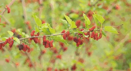 *疆新**瓜果攻略最好的季节配最美味的水果
