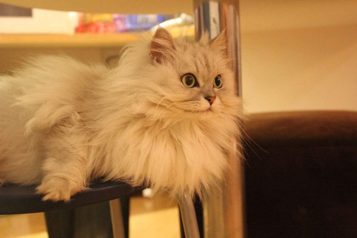 30条新手养猫注意事项铲屎官必看,养猫一定要牢记七不要对猫咪有益