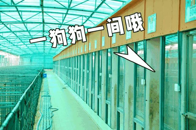 可以去玩的宠物乐园,1000平宠物乐园