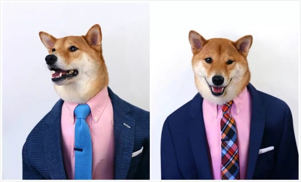 帅到各种时尚大牌求合作，它居然是条狗……你们信吗？