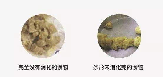 猫咪呕吐水样白色泡沫是什么原因,猫咪呕吐的原因及处理方法