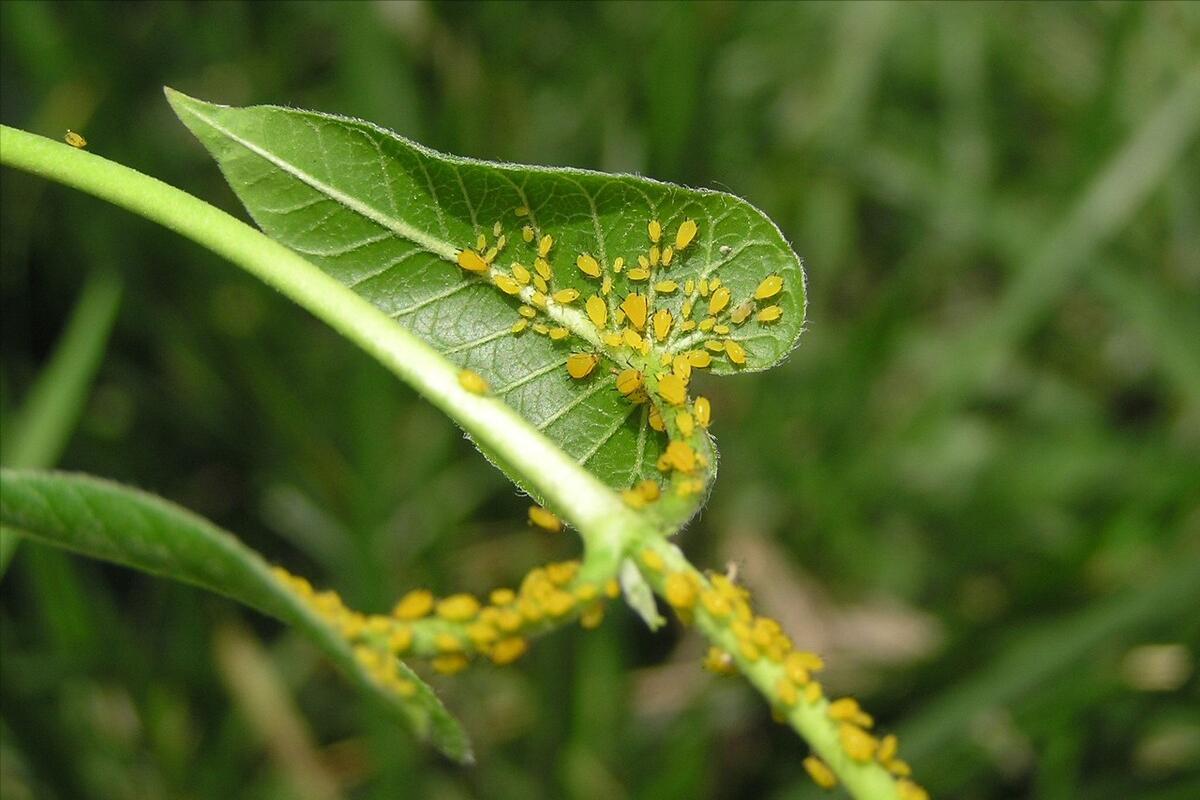 目前防治蚜虫最有效是什么药,蚜虫最简单有效的防治方法蔬菜