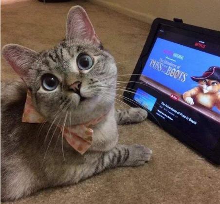 猫咪视力冷知识,为什么猫咪眼睛看起来不清澈