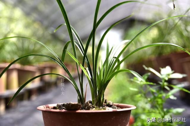 兰花换盆时根系满盆怎么分苗,兰花换盆后怎么养才能长得更好