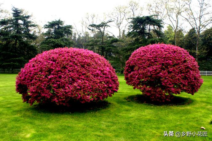 红花檵木花期是什么时候,红花檵木最佳观赏期