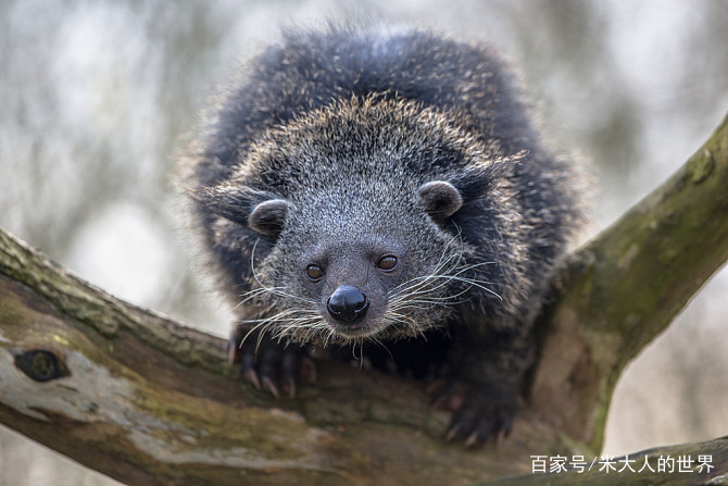 熊狸特征,熊狸厉害吗