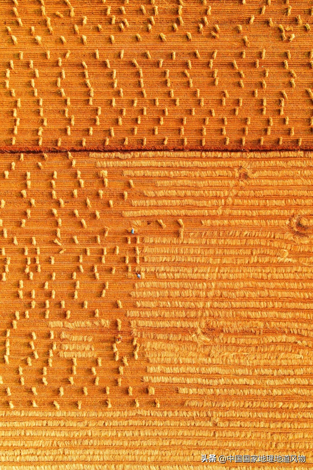 黑龙江和山东谁是农业大省,黑龙江和河南谁是第一粮仓