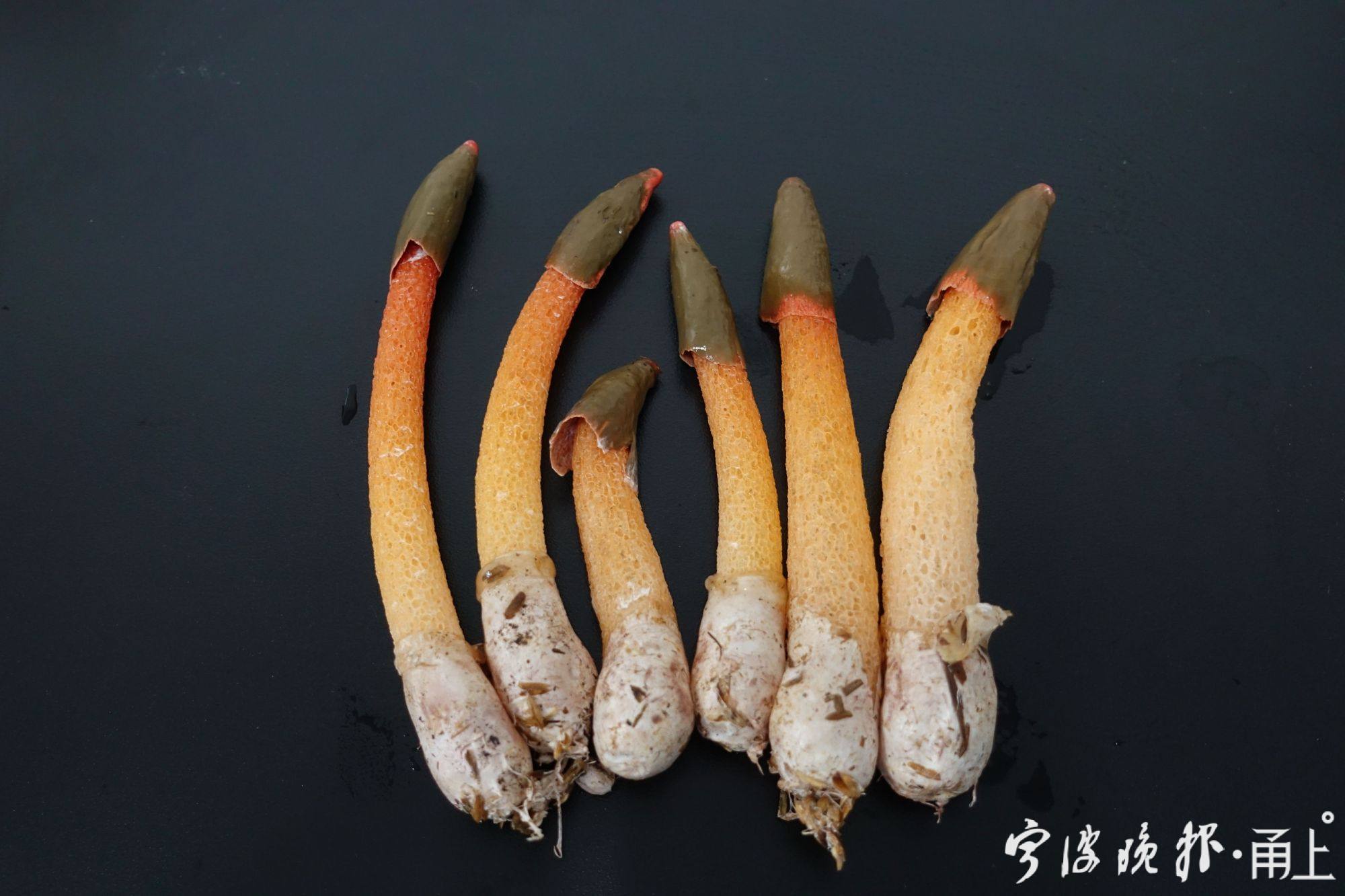 超长梅雨季菌物“狂欢”！鲜艳的有毒朴素的无毒？不一定！一起来了解下