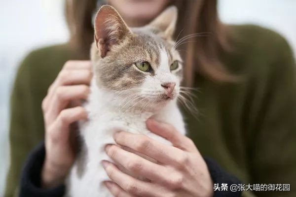 猫咪体温多少度才算正常,猫咪正常的体温应该是多少