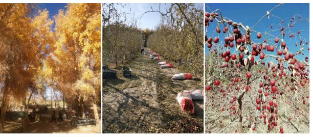 楼兰果业董事长张新政,新疆楼兰果业股份有限公司张新政