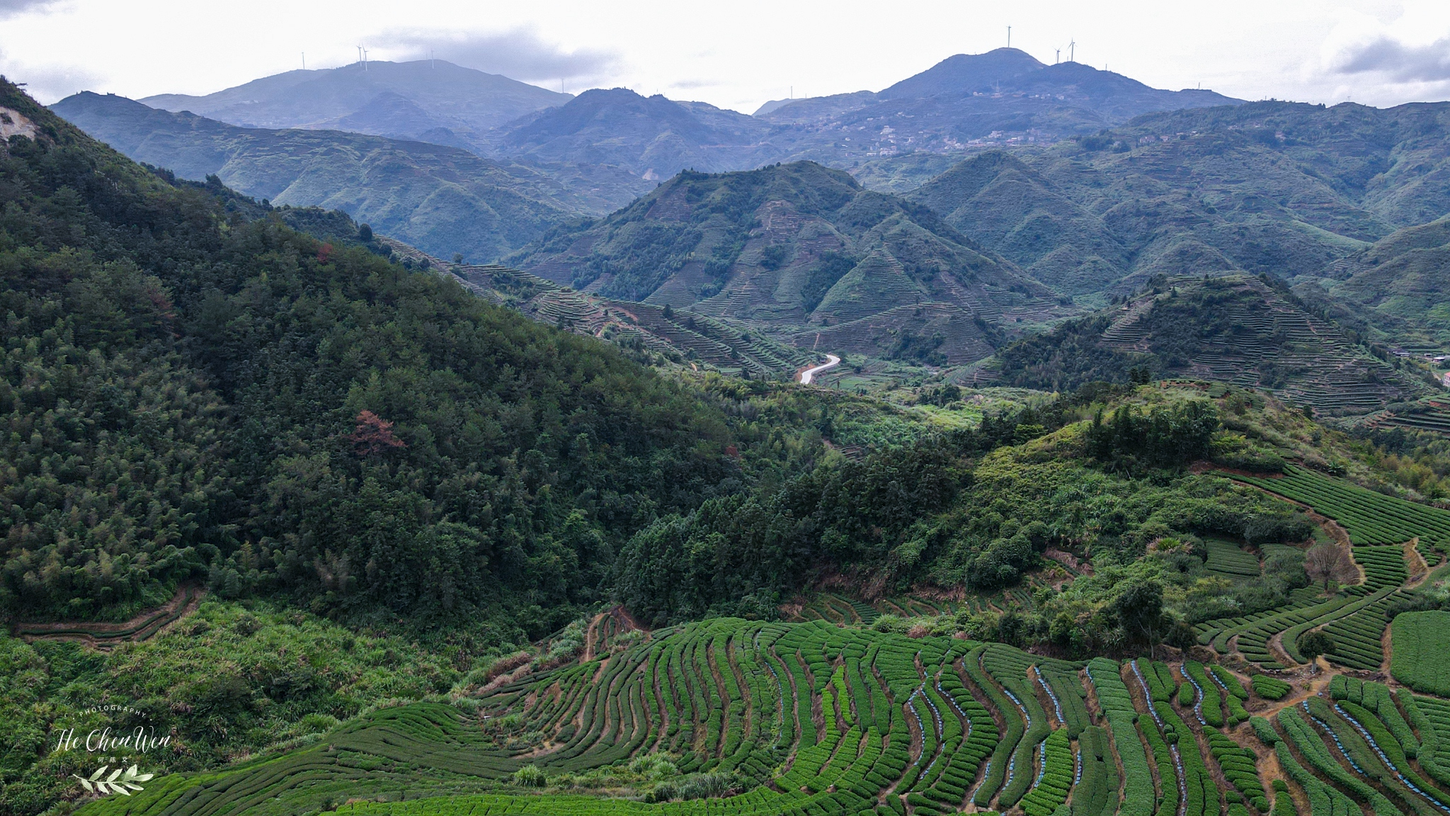 中国十大品牌铁观音茶叶,铁观音福建中国十大名茶