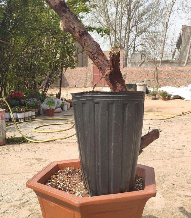 盆景梅花老桩怎么上盆,无花果老桩上盆多久发新芽