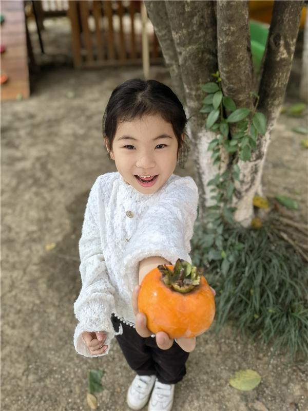 合肥市宿州路幼儿园：十月丰收秋味浓，香甜脆柿采摘忙