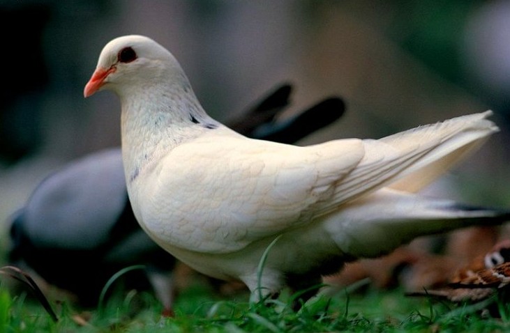 乳鸽瘦小后期可以补救吗,乳鸽瘦小怎么办