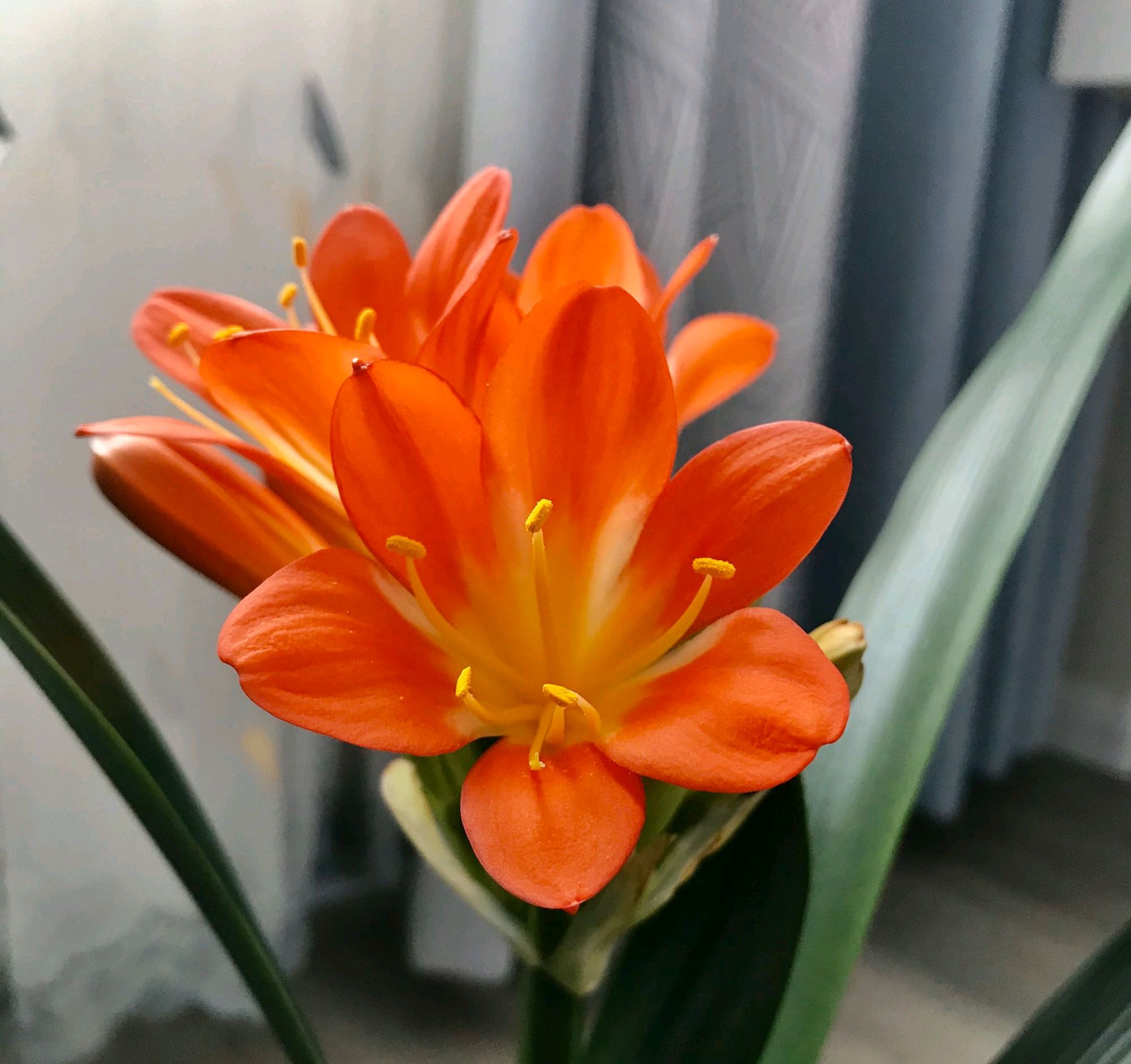 君子兰严重烂根如何发根,君子兰烂根可以用珍珠岩发根吗