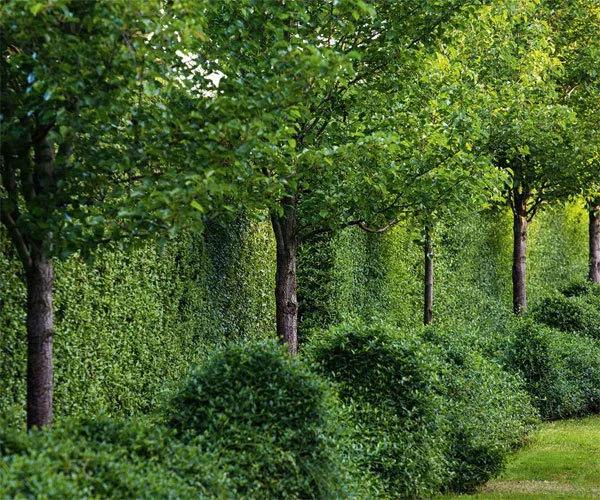 花园设计前沿趋势|14种澳洲庭院花园类型(上篇),全面细致