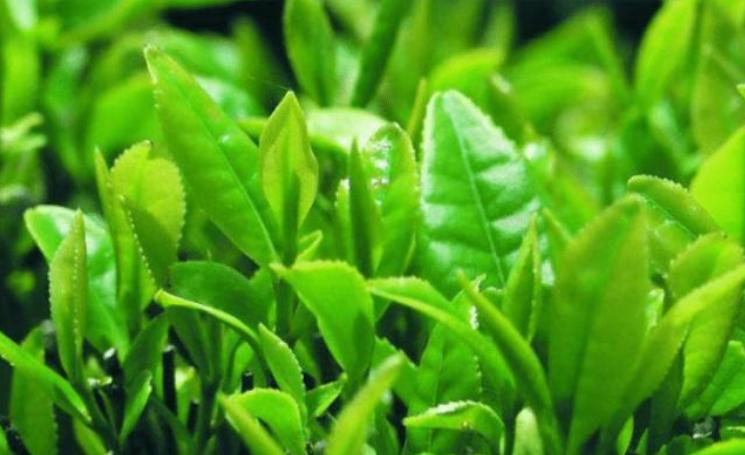 安吉白茶怎么分辨新老茶的区别,老白茶的四个误区