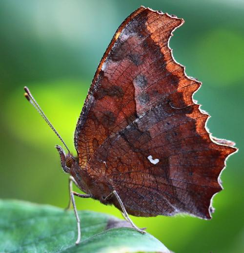 易容与山水树木之间,枯叶蝶曾有美丽传说
