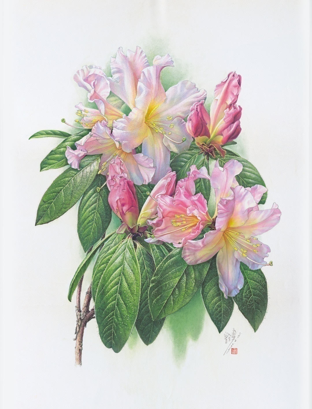 濒危稀有植物绘画,八大濒危珍稀植物