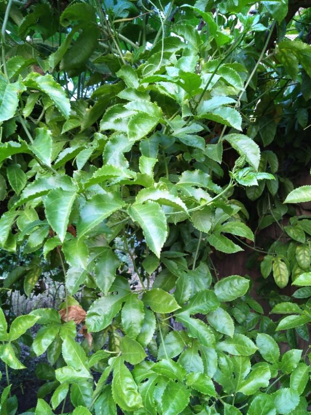 神奇百香果,百香果茶有什么效果