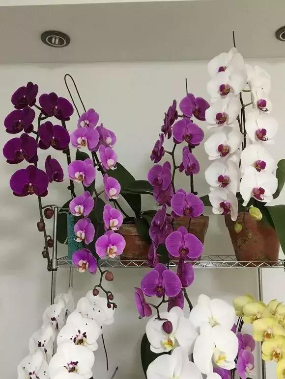 哪种兰花易开花又好养,最容易开花的兰花一年开多次