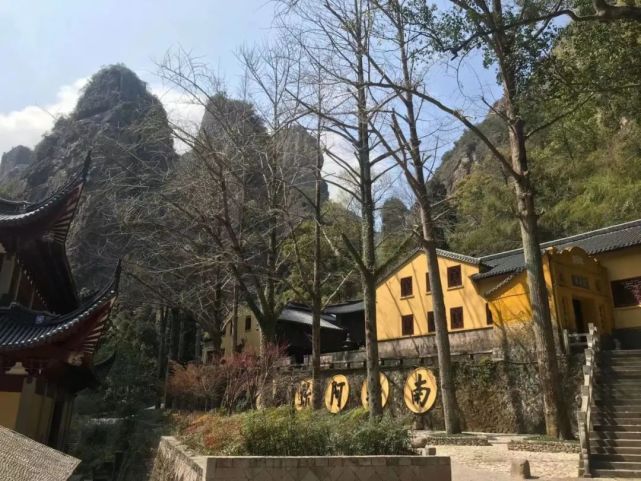 温州乐清900多岁的“树王”,长这样