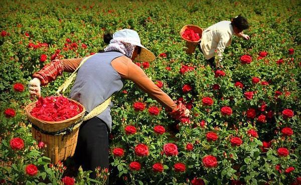 玫瑰花怎么浇水,如何给玫瑰花浇水最好的方法