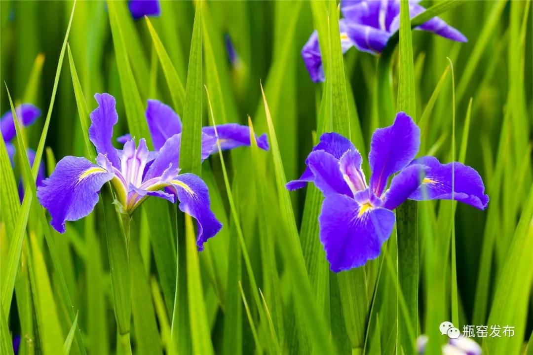 美美美！余杭七大花海组团来袭，遍地繁花好似人间仙境