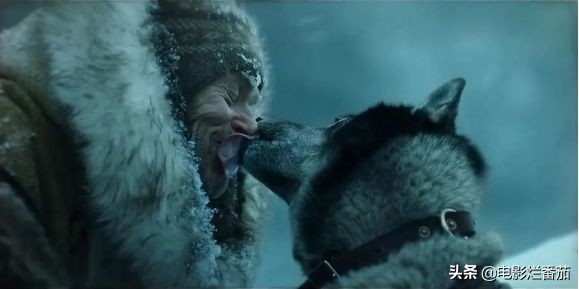 二哈多哥极限逃跑,多哥为什么跟其他哈士奇不一样