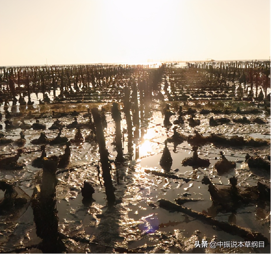 赶海抓鱼真假,赶海寻鲜视频大全