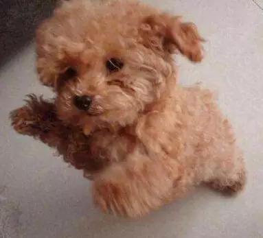 狗狗教狗站立,怎么样可以教狗狗学会站立