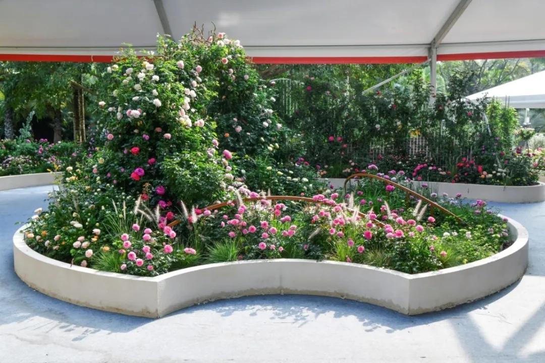 这个花展上的新优品种，为什么这么美？