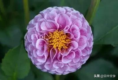 花语大全100种花图片,100种花的花语太全了