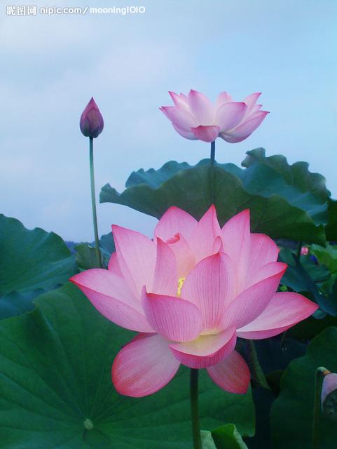 咏荷花古诗朗诵,古诗《荷花》诗句