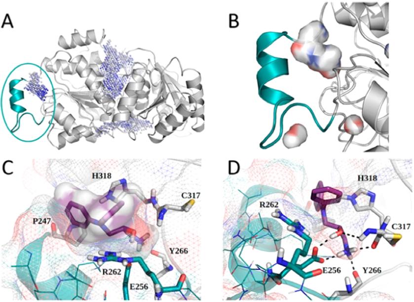 JMC|靶向DDX3X特定结构域的计算策略发现高选择性*制剂抑**