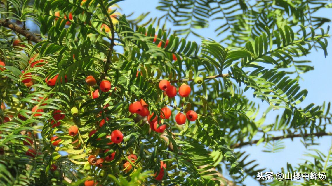 红豆杉果子几年成熟,红豆杉果实不红