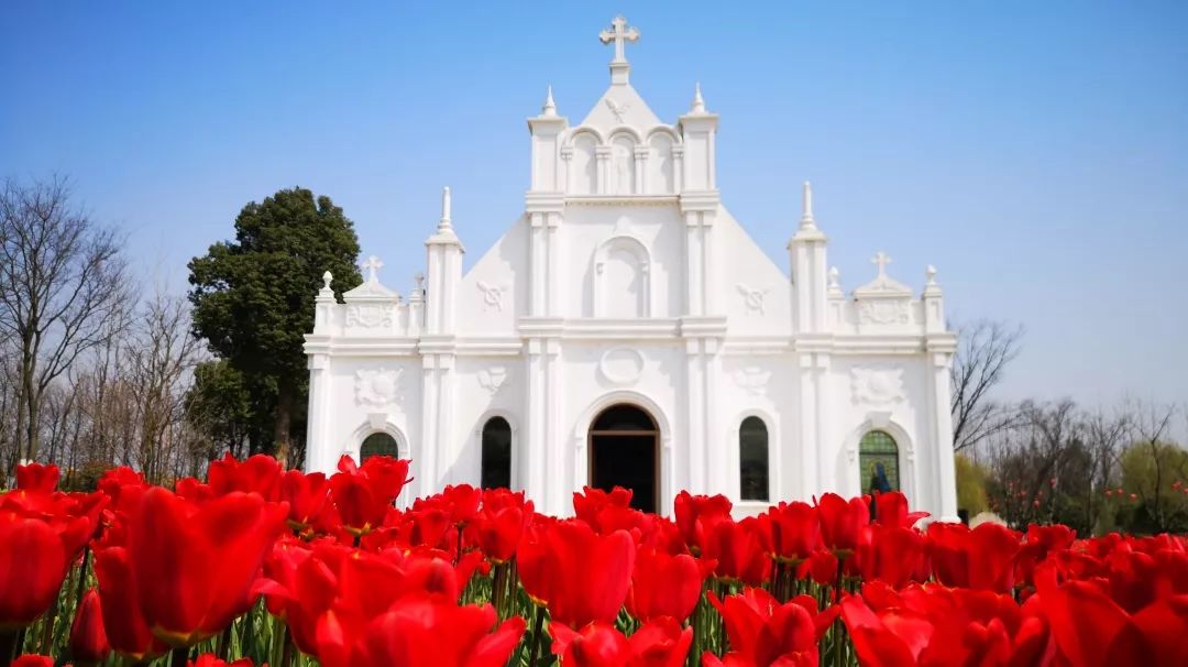 绍兴杭州湾海上花田100万郁金香等你来赏来赴一场春天的约会。