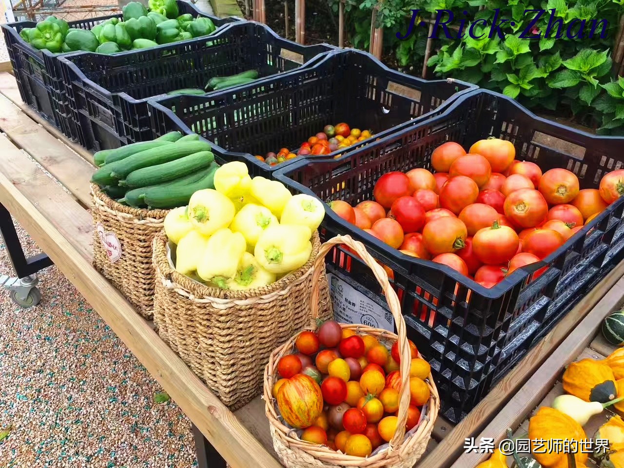 城市蔬菜园景观设计,蔬菜花园造型