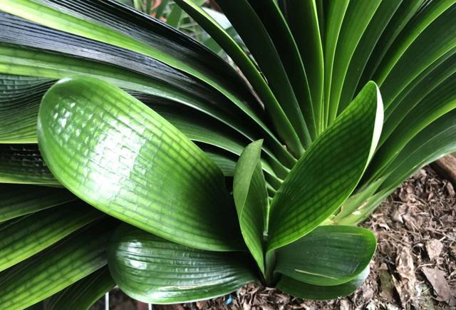 君子兰母子分离8盆,君子兰爆崽要分盆吗