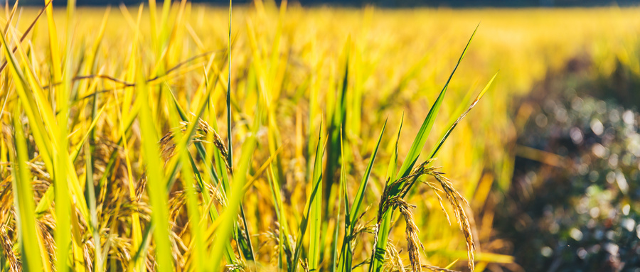 时评国家大事,时评中国农民丰收节