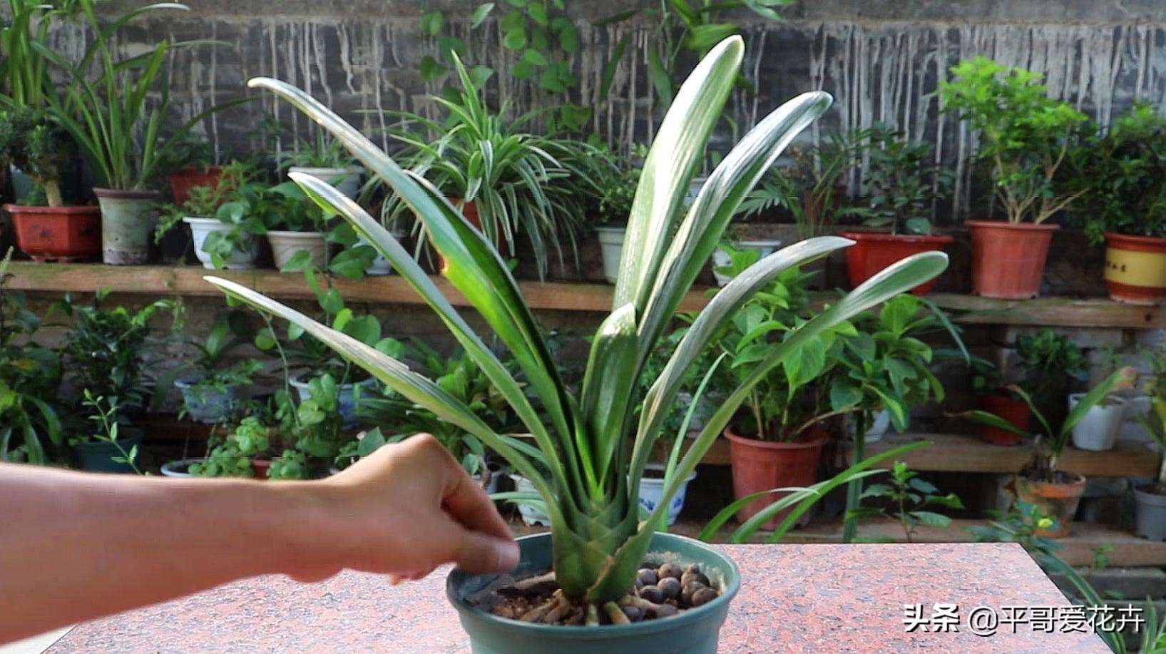 君子兰花的养殖方法和修剪,君子兰花开败后从哪里剪