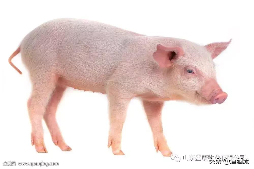 猪链球菌败血症会引起脾脏肿大吗,猪败血症是什么原因引起的