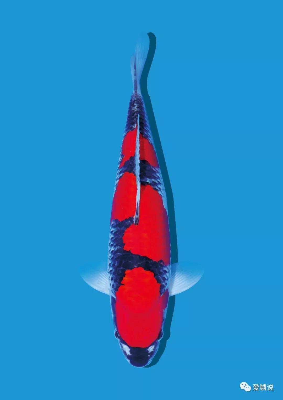 锦鲤体表有血丝是细菌性感染吗,锦鲤鱼鳍充血有血丝怎么治疗