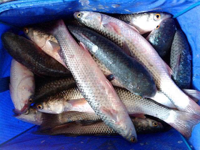 汽水钓海鱼视频,深水岸钓海鱼