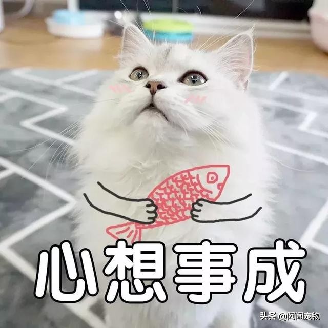 养宠物的哪个瞬间让你最崩溃,养宠物的24个扎心日常