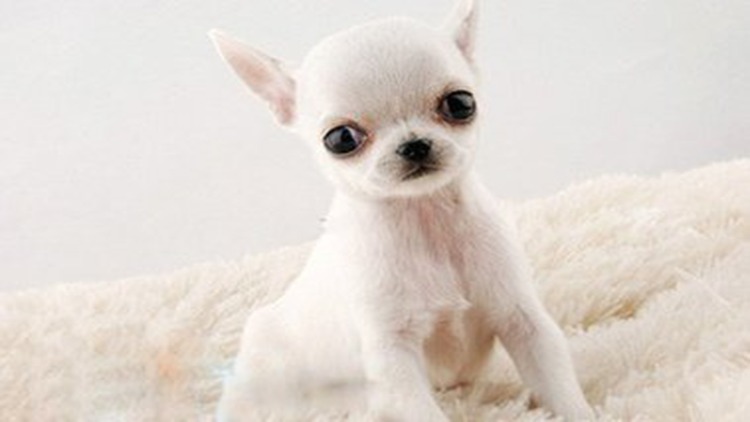 吉娃娃固定神器,吉娃娃遛娃神器